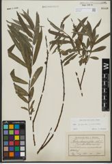 Foto von Salix purpurea L. x Salix viminalis L.